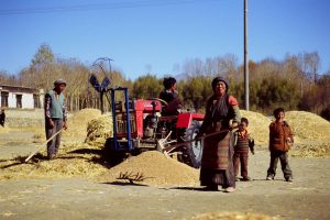 Last work of harvesting.