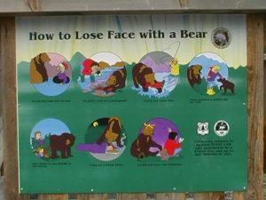 How to lose face with a bear