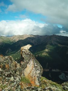 Marmot on the way