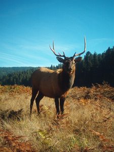 Wildlife along the road