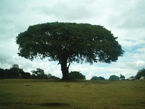 Campsite at the Ngorongoro Crater