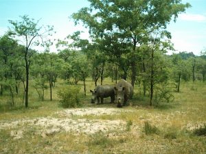 White rhinos