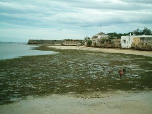 Women digging for mussels